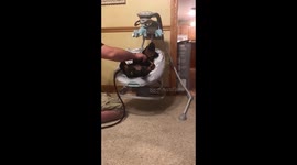 “Vicious” Rottweiler Puppy Takes Over Baby Swing