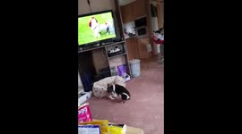 Plummer puppy does a back flip playing