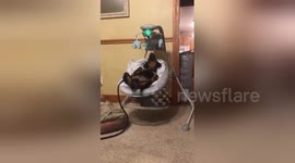 Rottweiler puppy gets cozy in a baby swing