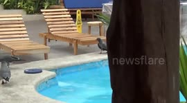 Laughing Birds of the Galapagos