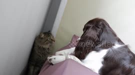 Cat vs Dog