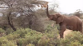 Rare sight of elephants eating bird nests in Kenya