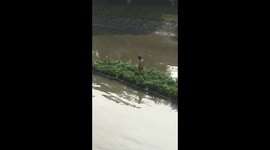 Woman strips to underwear and walks through river