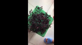 Mystery sea creature found on shore in Vietnam