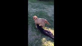 ‘Can I have my pants back?’: Puppy races around backyard with owner’s trousers