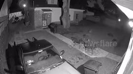 Gruesome video captures moment coyote catches and kills neighborhood cat
