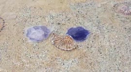 Exotic blue jellyfish spotted on County Donegal beach