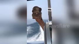 Adorable puppy on a boat moves his paws in swimming motion