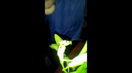 Kissing caterpillars