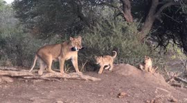 Lioness snatches photographer's camera