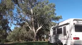 Australia Day Icons - Boxing Kangaroos, Hills Hoist and Kookaburras