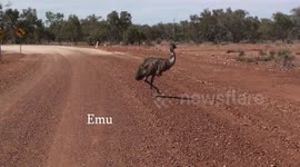 Australian Emus and Kangaroos doing their thing.