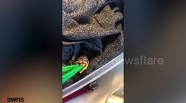 Animal-lover devastated after RSPCA takes away sparrow she rescued