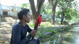 if you visit the lake Ronggo Jalu in Probolinggo district / you will find a group of fishmen / local people call it Miteng or a fish shooter, the action is in the water for hours at a depth of 8 to 10 meters without breathing equipment / so they are often