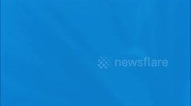 Swimming with Blue Whales in Sri Lanka