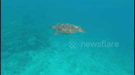 Green Sea Turtles