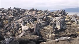Galapagos Marine Iguana