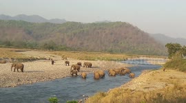Elephant big group Jim corbett national park