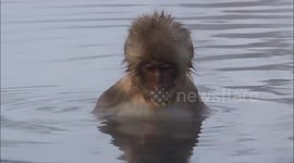 Japanese Snow Monkeys