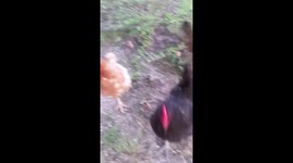 GOLDIE HEN AND THE PEEPS