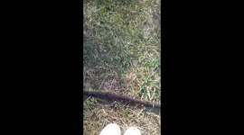 Butt Whoopin from a Goat!