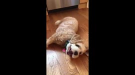 Adorable dog is too excited to roll over