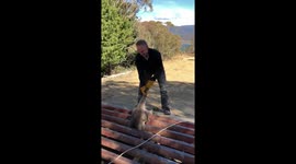Saving a Kangaroo form Cattle Grid