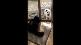 Cat and dog face off