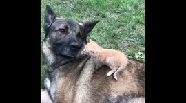 Big dog and small cat