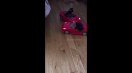 Whoever said cats can’t drive