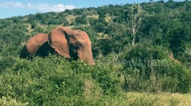 Mighty African elephant