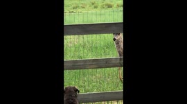 This doe gave birth and Goose was helping keep fawn safe until she could move her baby.