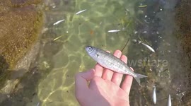 Dozens of dead fish washed up on Halkidiki shore in Greece