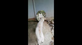 This dog tries to bark to him self