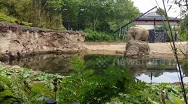 2 year old toddler sees elephant for the first time in Zoo