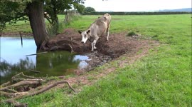 Thirsty Cow