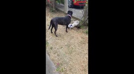 You really got Meu now.