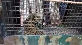 Snarling wild leopard rescued from well