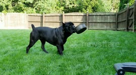 This will teach my wife to not leave doors open 