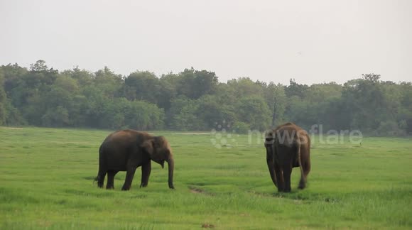 Encounter With Hundreds of Elephants in Sri Lanka