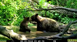 Mother bear and cub bond as they play fight in rural Idaho pond