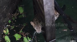 Dramatic Video;leopard cub rescued from a 40-feet deep well Released in India