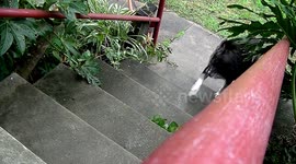 Home Invasion to Kill A Crocodile