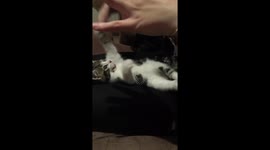 Cat being tickled