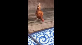 Chicken hit by plate
