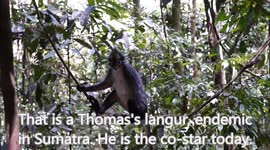 Spotting Orangutans in Bukit Lawang, Sumatra