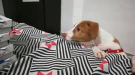 moaning of a cute puppy called Daisy for Pizza