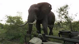 Incredible video shows couple’s tense standoff with big elephant bull