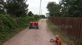 Amstaffy towing quad