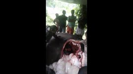 Vet gets into dead elephant's stomach during post mortem